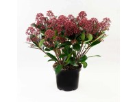 Skimmia japońska (Skimmia japonica) Rubella - don. 15-17 cm