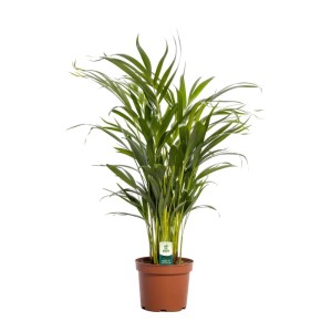 Palma Areka (Dypsis Areca Palm) - don. 14 cm