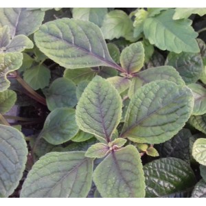 Kwitnąca roślina t.b.t. z zielonymi liśćmi i ciemnymi żyłkami.