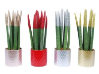 Wężownica - Sanseveria Velvet XMAS wys. 30cm