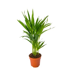 Zielona roślina doniczkowa w doniczce, kategoria: Rośliny duże.