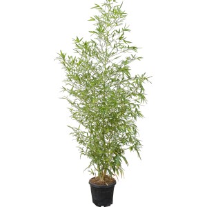 GROW by OBI Bambus złoty w doniczce, ok. 26 cm Ø, zimozielony żywopłot.