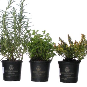 Trzy różne zioła kulinarne (t.b.t.) w czarnych doniczkach.