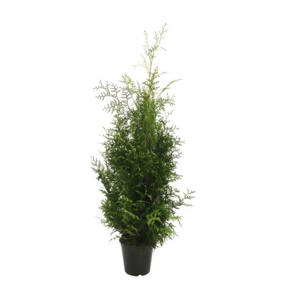 Tuja (Thuja) Brabant - wys. ok. 100 cm, don. 7 l