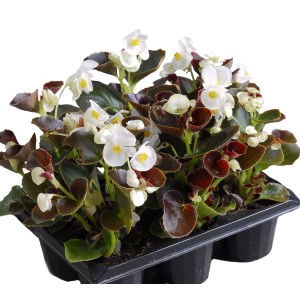 t.b.t. roślina kwitnąca z białymi kwiatami i ciemnymi liśćmi w doniczce.