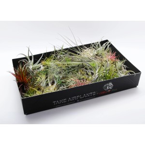 Różne oplątwy i bromelie w czarnym pudełku.