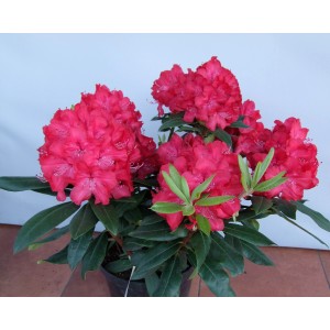 Kwitnąca roślina t.b.t. z czerwonymi kwiatami i zielonymi liśćmi w doniczce.