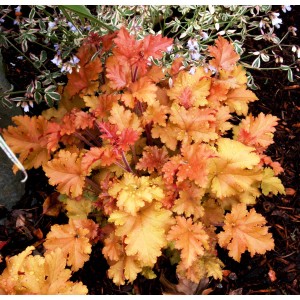 Złotożółta żurawka (t.b.t.) na rabacie. Cieniolubna roślina ozdobna.