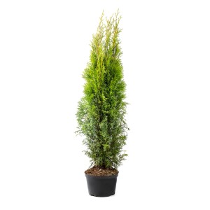 Zielona Tuja Szmaragd w doniczce, smukły kształt.