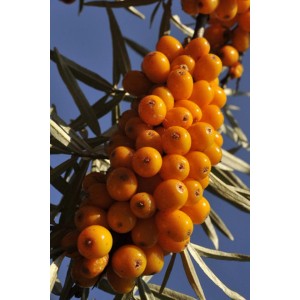 Pomarańczowe owoce na gałęzi drzewa owocowego.