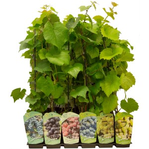 Różne młode sadzonki winorośli z kategorii Dzikie wino w zestawie.