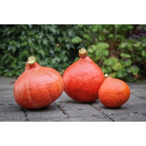 Trzy pomarańczowe dynie jako dekoracja ogrodu.