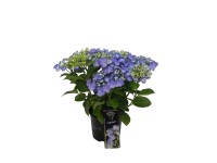 Hortensja Royality Colection (Hydrangea sp.) - don. 20 cm