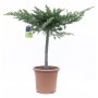 Cyprysik 'Gold Rider' w doniczce, wys. ok. 80 cm, nadaje się do formowania.