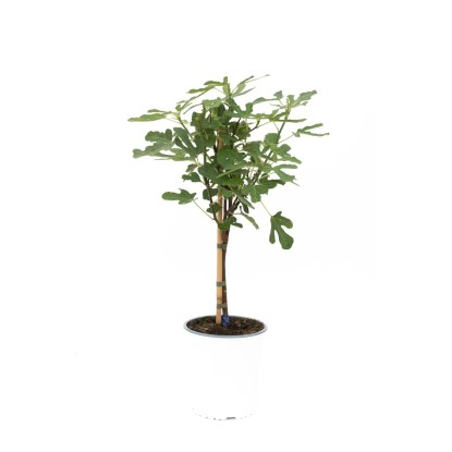 Figowiec drzewko - don. 5 l