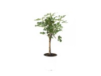 Figowiec drzewko - don. 5 l