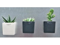 4Flower Sukulenty mix w w osłonce z magnesem kwadrat don.8cm