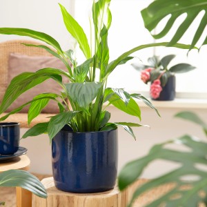 Osłonka Scheurich Solido 900, Ø 13 cm, Mystic Blue, z rośliną w salonie.