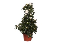 Azalea Piramyde wys. 65cm