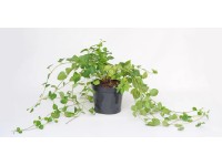 Barwinek Vinca major Vinnica wys. 20-30 cm