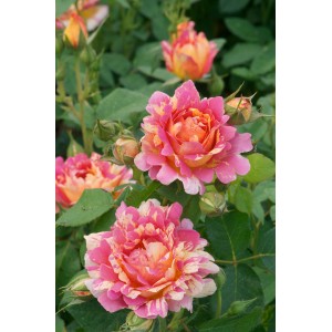 Kwitnąca róża rabatowa z różowo-pomarańczowymi kwiatami i zielonymi liśćmi.