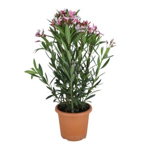 Oleander pospolity (Nerium oleander) mix don. 19 cm