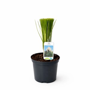 Trawa pampasowa (Cortaderia selloana) mix don. 17 cm