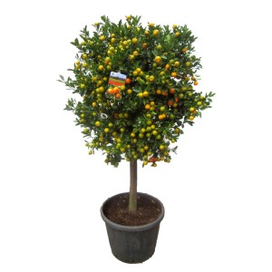 Kalamondyna (Cytrus Calamondin) wys. 30-40cm don. 14