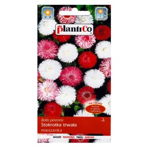 Opakowanie nasion Bellis perennis (stokrotka) mieszanka z czerwonymi, różowymi i białymi kwiatami.