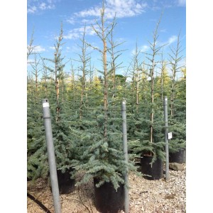 Niebiesko-zielony cedr (t.b.t.) w doniczce, idealny jako drzewko domowe.