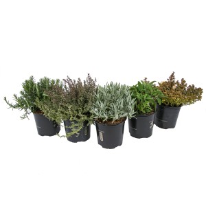 Różne zioła kulinarne w doniczkach: rozmaryn, tymianek, szałwia i inne.