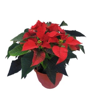 Czerwona gwiazda betlejemska w doniczce, świąteczna dekoracja na Boże Narodzenie.