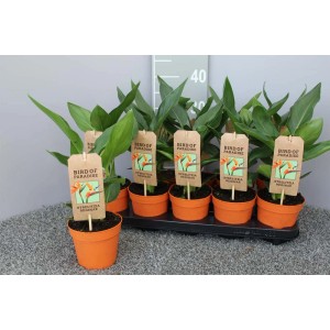 Kilka roślin strelicji (Rajski ptak) w doniczkach na tacy. Rośliny doniczkowe.