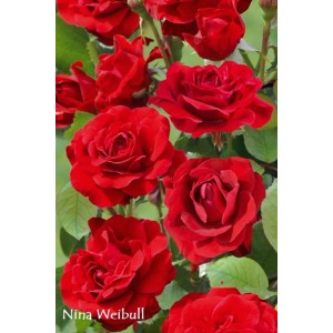 Jaskrawoczerwona róża rabatowa, odmiana t.b.t., z bujnymi kwiatami i zielonymi liśćmi.