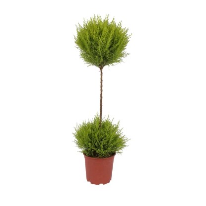 Cyprysik Gold Crest (Cupressus macrocarpa) - 2 kule wys. 60-70cm