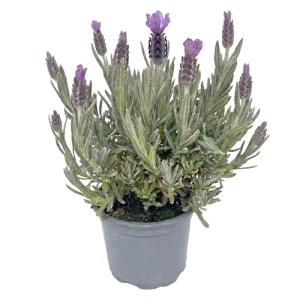 Lawenda francuska (Lavandula stoechas) don. 9 cm