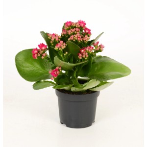 Żyworódka Calandiva Pink w doniczce, roślina doniczkowa z różowymi kwiatami.