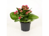 Żyworódka (Kalanchoe Calandiva) fiolet - don. 9 cm