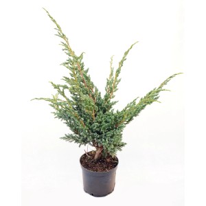 Jałowiec płożący w doniczce, zielone igły.