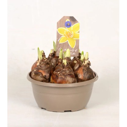 Narcyz mix w misie wys. 20cm misa 16cm