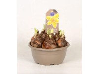 Narcyz mix w misie wys. 20cm misa 16cm