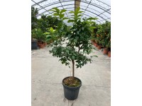 Cytryna właściwa - don. 40 l