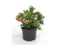 Pernettya mix wys. 15cm don. 10,5cm