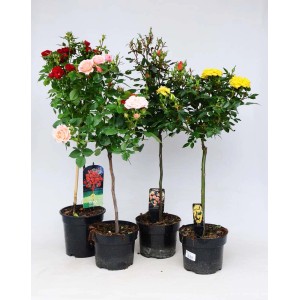 Różnokolorowe róże t.b.t. w doniczkach.