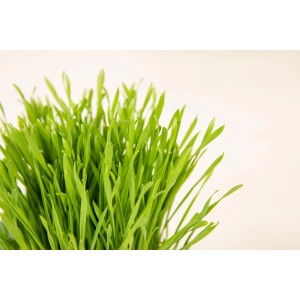 Świeża, zielona trawa dla kota w doniczce, GROW by OBI karma dla kotów.