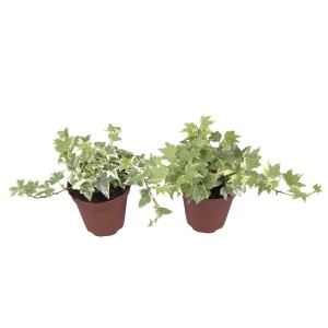 Dwie doniczki z bluszczem pospolitym (Hedera helix) o zielono-białych liściach.