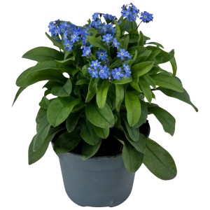 Niezapominajka w doniczce: Niebieskie kwiaty i zielone liście kwitnącej rośliny.