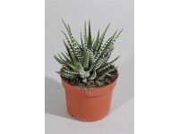 Haworcja - Haworthia B Band wys.15cm don.11cm