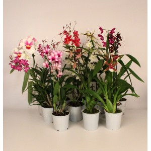 Różne kwitnące storczyki w doniczkach, różne kolory.