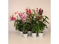 Falenopsis - Ćmówka - Storczyk (Phalaenopsis sp.) mix wys. 60cm d11-12cm